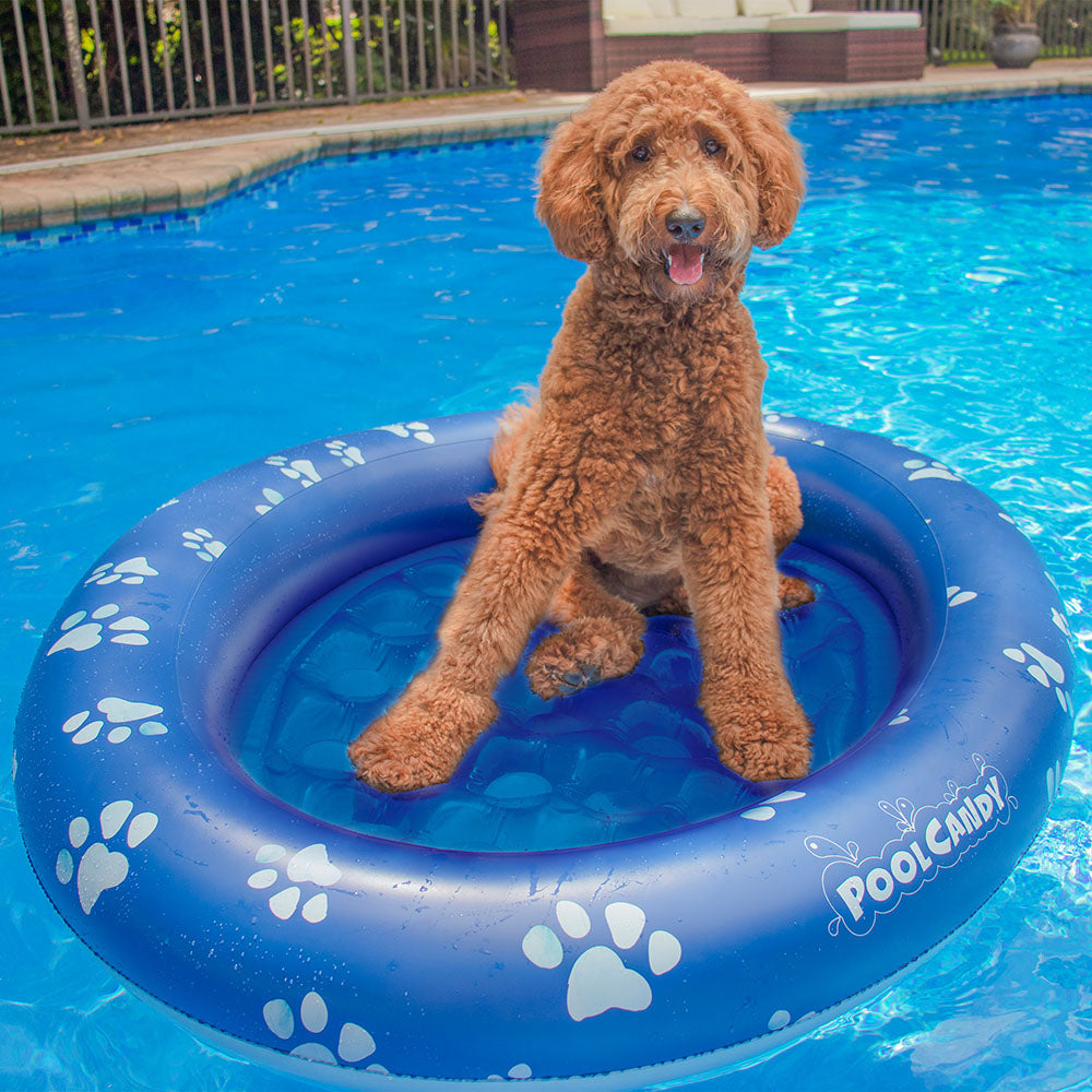 PoolCandy Inflatable Large Dog Pet Float - Durable Canine Pool Lounger - Image 3