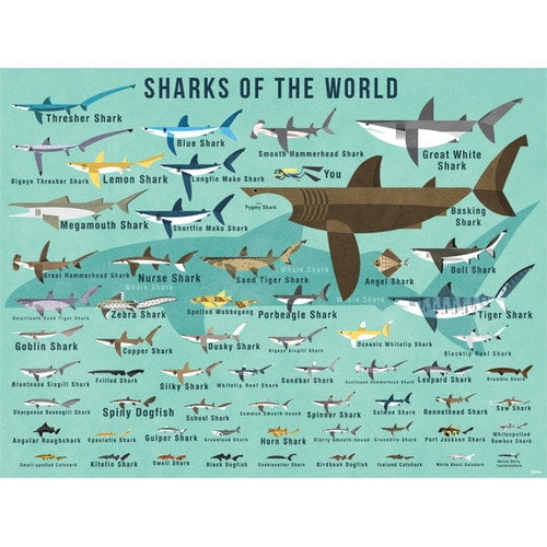 Oopsy Daisy Sharks of the World Canvas Wall Art by Daviz, 24x18 Inches